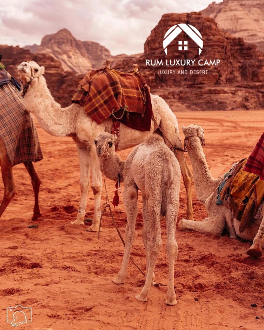 Rum Luxury Camp Wadi Rum Exterior foto